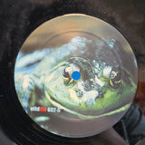 JAIMY & KENNY D VICKY NL IMP 12"